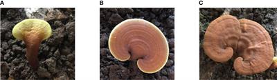 Quality control of Ganoderma lucidum by using C, H, O, and N stable isotopes and C and N contents for geographical traceability